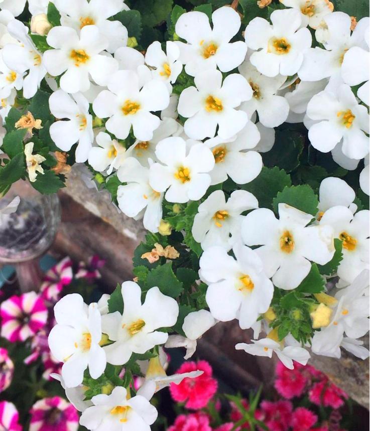 Tara View Apartments Garristown エクステリア 写真